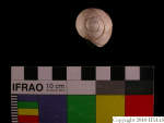 L_V22d6733 J3q134.2 T921 dM sh f76.JPG